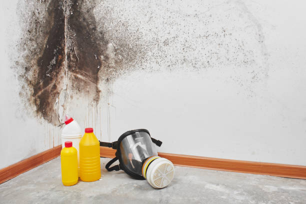 Best Mold Removal Company Near Me  in Naranja, FL