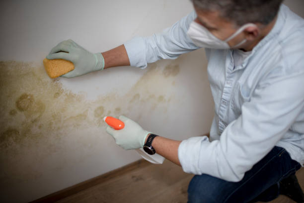 Professional Mold Removal in Naranja, FL