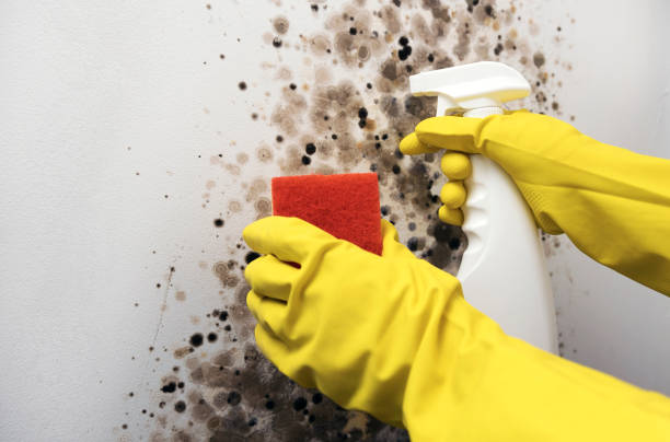 Best Black Mold Removal  in Naranja, FL